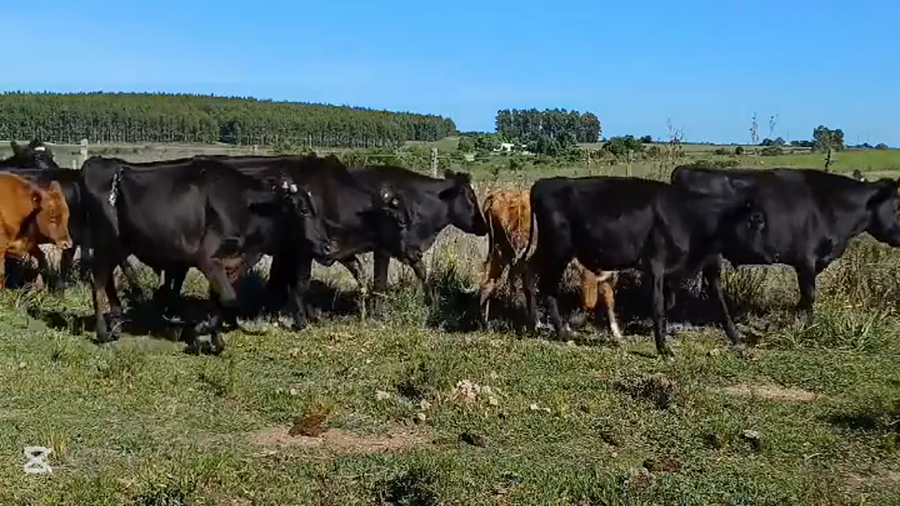 Lote NOVILLOS 1 A 2 AÑOS