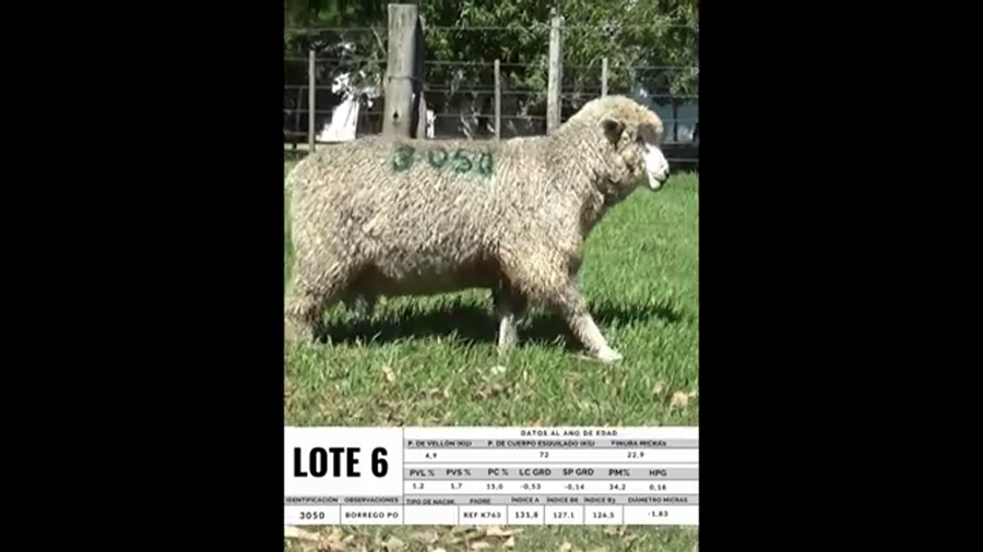 Lote Borrego