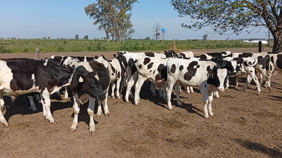 Lote 25 Terneros Holando en Col. Bicha, Santa Fe