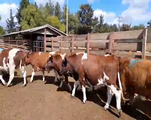 Lote 20 Novillo Gordo en Los Ángeles, VIII Región Biobío