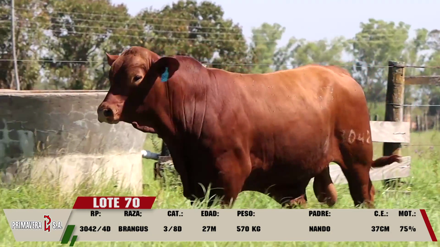 Lote LOTE 70