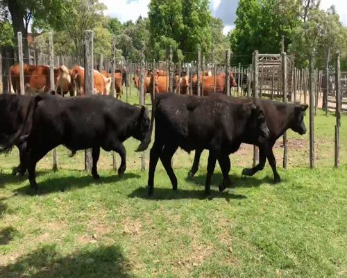 Lote 4 Novillos 1 a 2 años en Cerro Largo, Cerro Largo