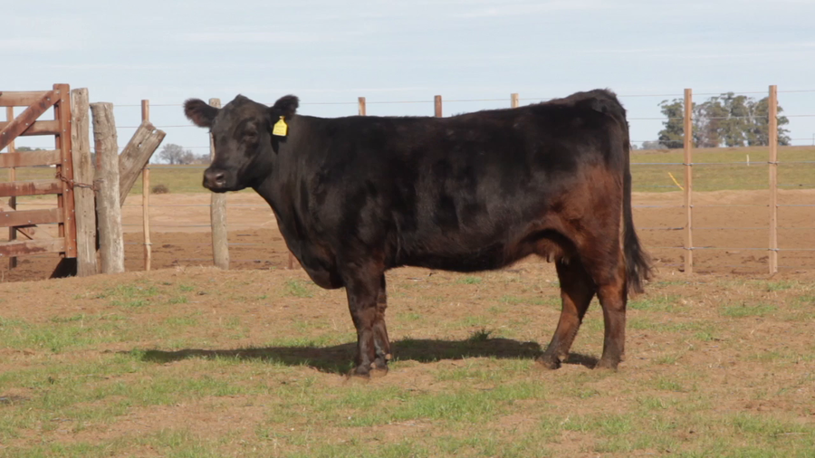 Lote VACAS PURAS DE PEDIGREE