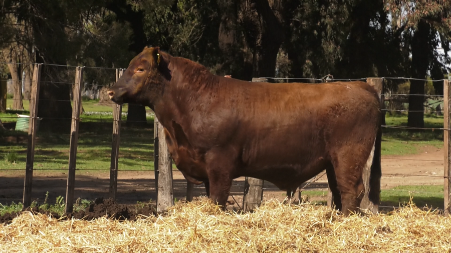 Lote TOROS PUROS CONTROLADOS