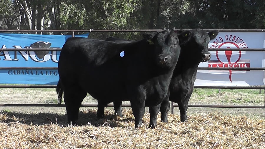 Lote TOROS ANGUS PURO DE PEDIGREE