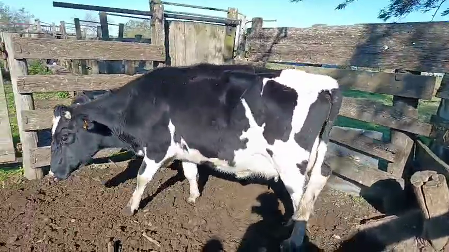 Lote Vaquillonas  Holando a remate en Pantalla Camy 450kg -  en Ruta 3 Km 120