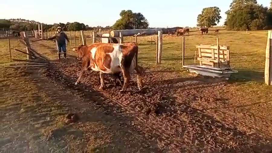 Lote 2 Piezas de cría kiwi a remate en 4to remate ENTRE MARTILLOS en costas de mauricio