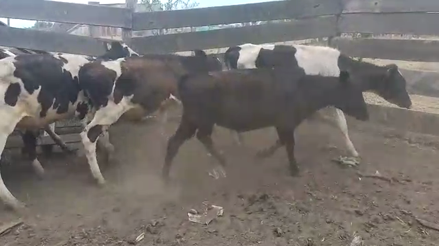 Lote 7 Terneros Holando