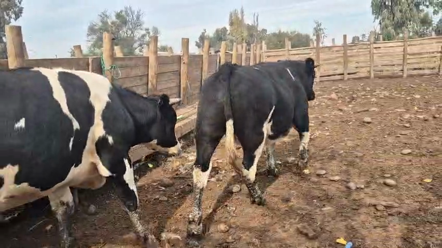 Lote 45 Novillo Gordo en Pelarco, VII  Región Maule