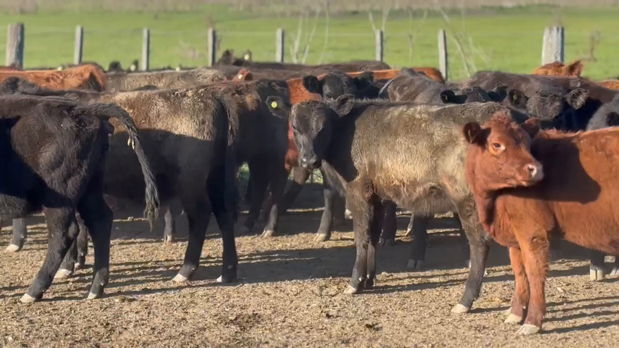 Lote 55 Terneras