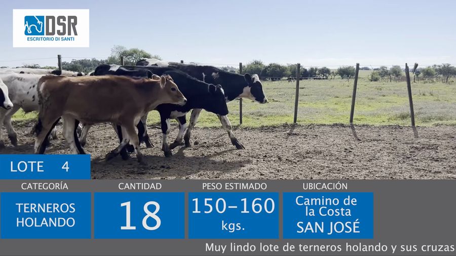 Lote 18 Terneros a remate en 11º Remate anual de Cabaña La Muesca, Florida