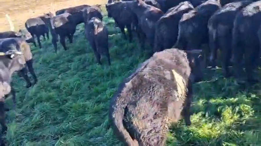 Lote 44 Novillos a remate en Feria General - Cardozo Negocios Rurales 365kg - , Rivera