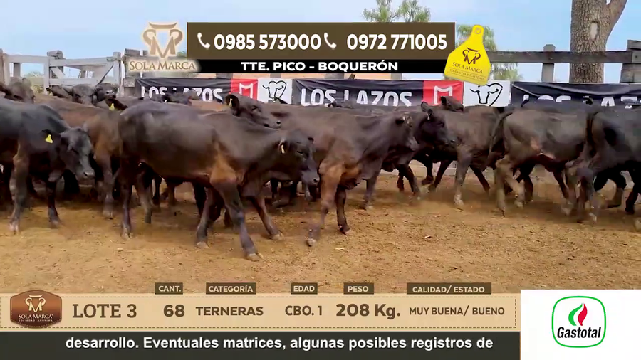 Lote Lote 3