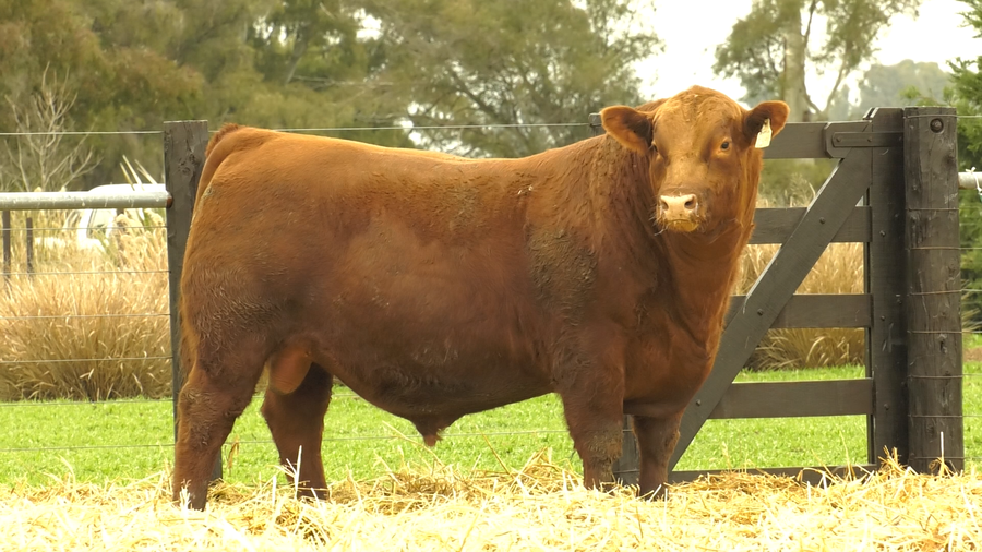 Lote TOROS A. ANGUS PURO PEDIGREE