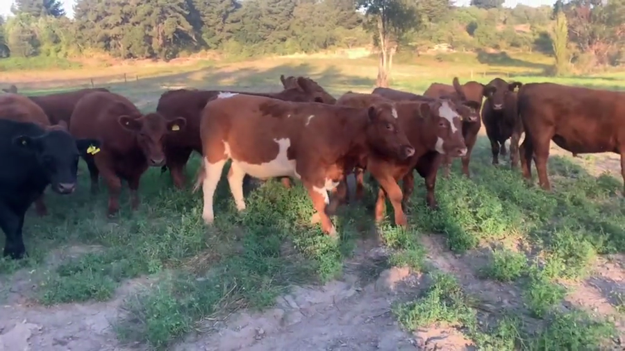 Imagen 1 del Lote Lote 18 Novillo Engorda en Longaví, VII Región Maule
