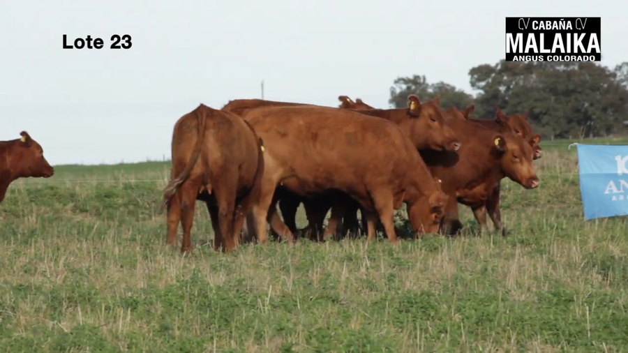 Lote "VAQUILLONAS MAS PREÑADAS ""CABAÑA MALAIKA"""