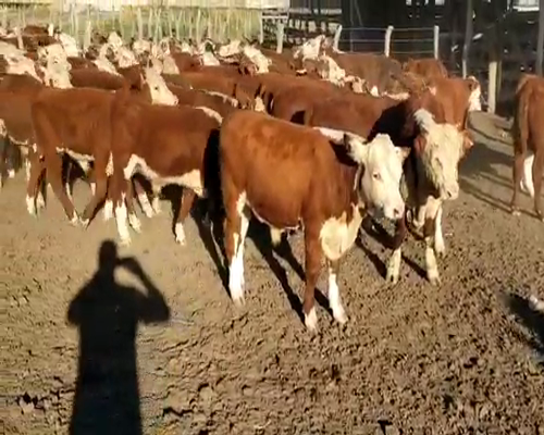 Lote 65 Terneros en Entre Ríos, Villaguay