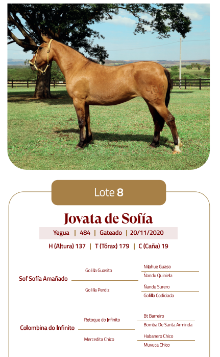 Lote LOTE 8