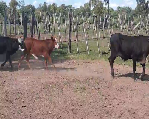 Lote 100 Terneros en Tintina, Santiago del Estero