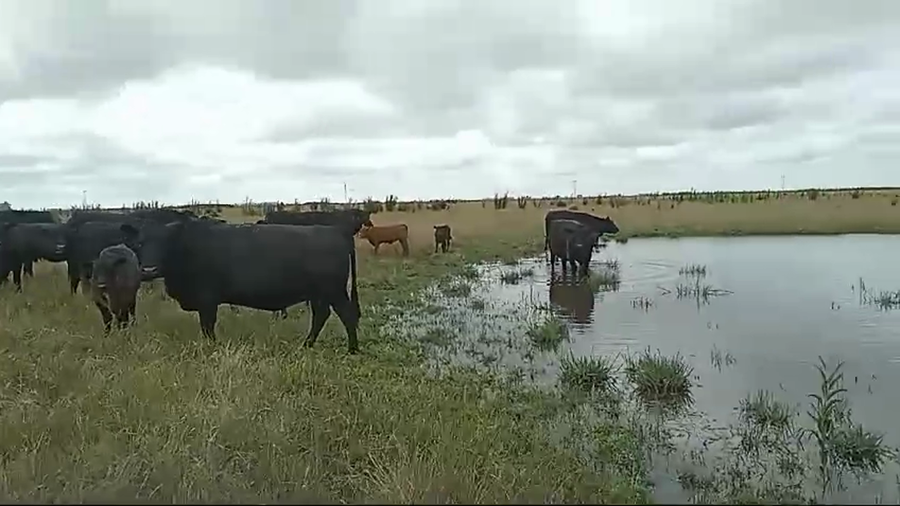 Lote 50 AL CTE MEDIO USO