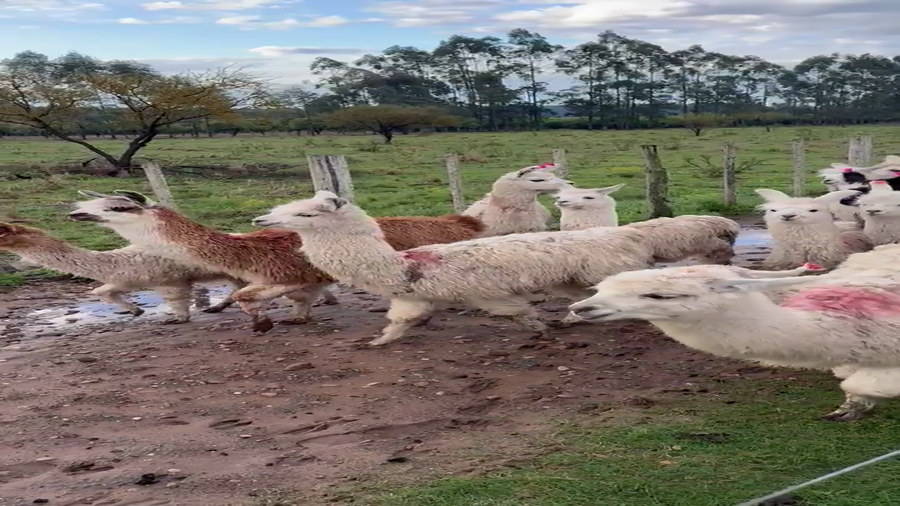 Lote 10 Caprino Macho PxCPxP