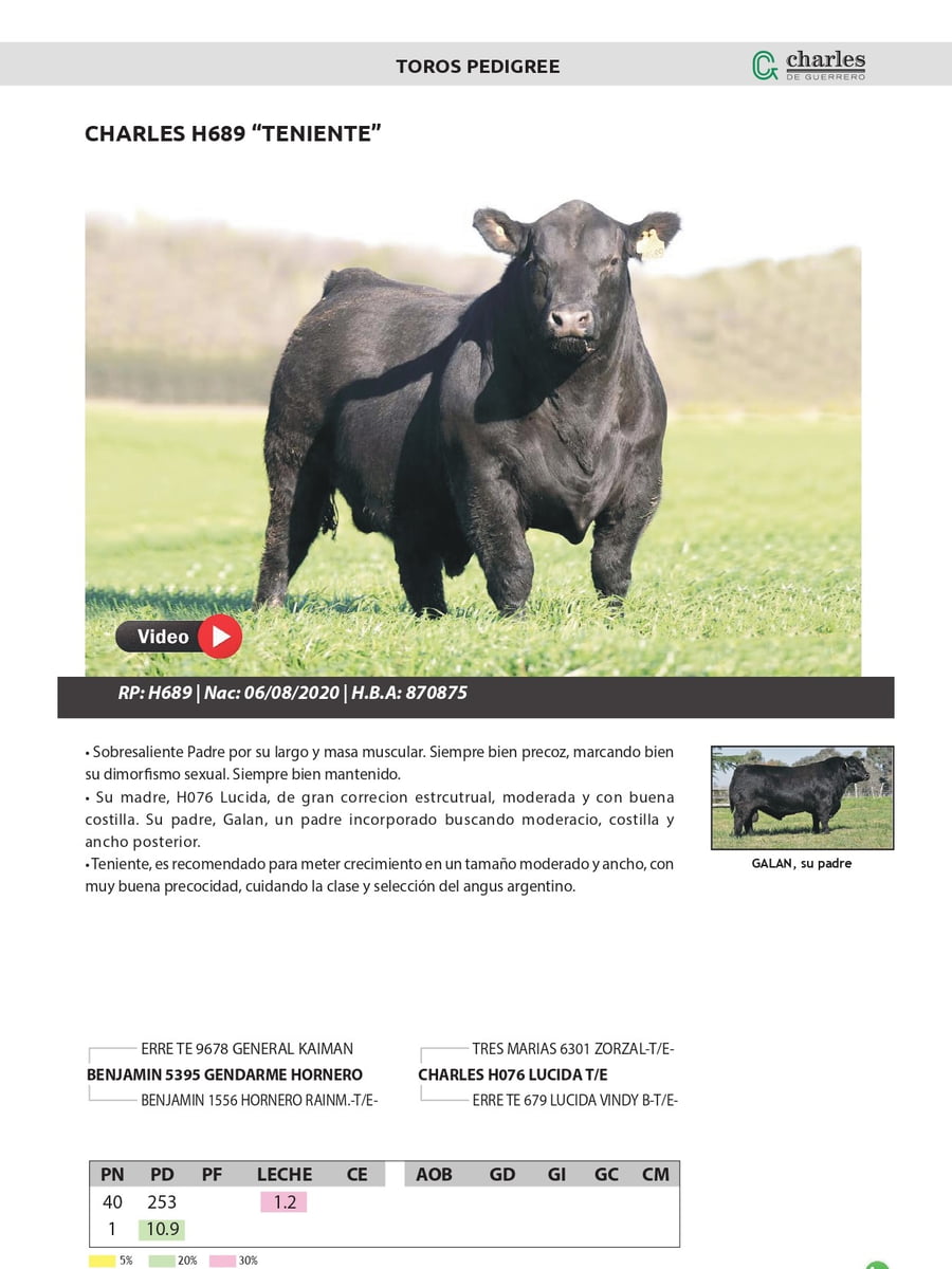 Lote TOROS PEDIGREE