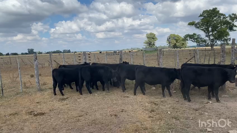Lote 17 Terneros/as en Brandsen, Buenos Aires