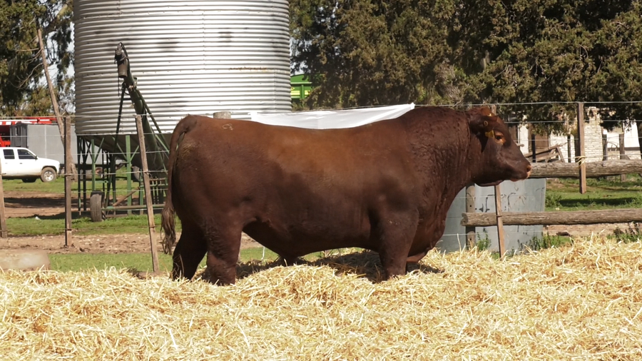 Lote TOROS PUROS CONTROLADOS