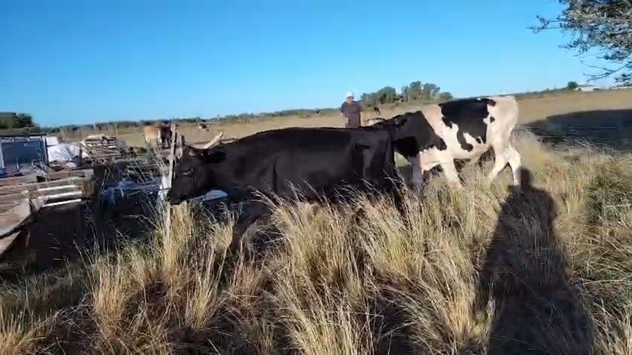 Lote 6 Terneros a remate en Ultima pantalla del año - Escritorio Camy, San José