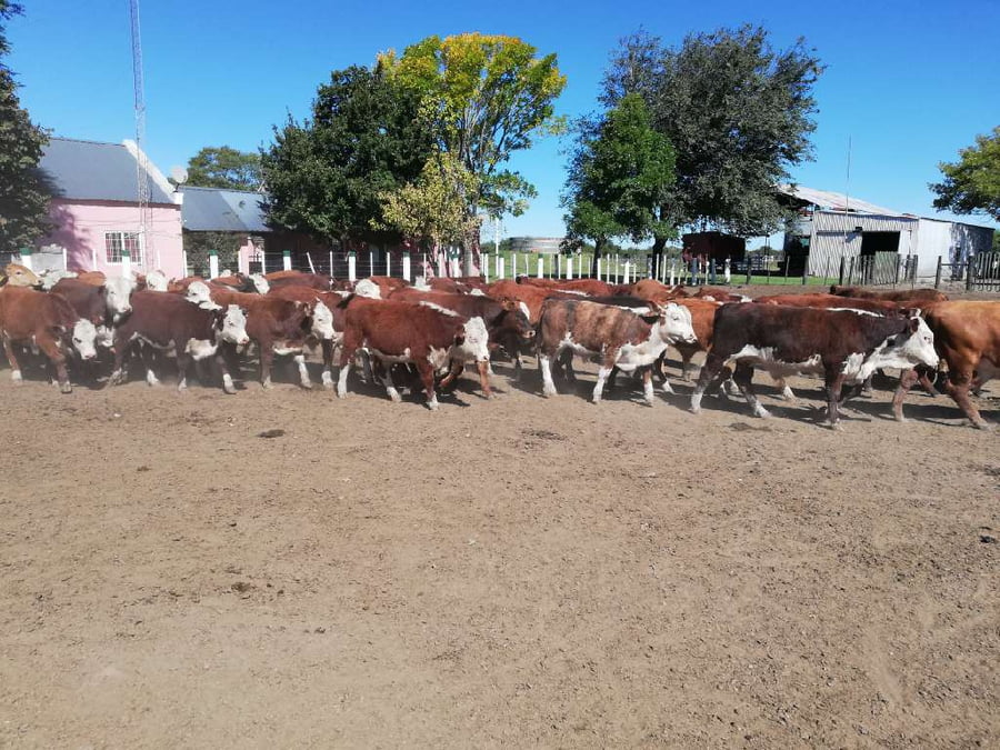 Lote 70 Terneros en Federal, Entre Ríos