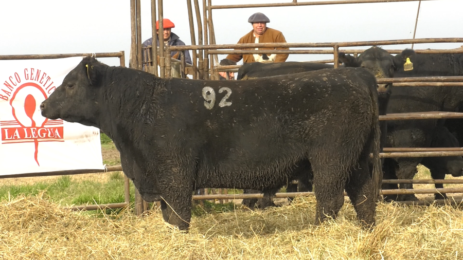 Lote TOROS ANGUS NEGROS  PC