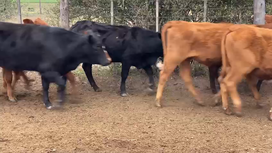 Lote 50 Terneras Braford, Brangus y sus cruzas en Tostado, Santa Fe