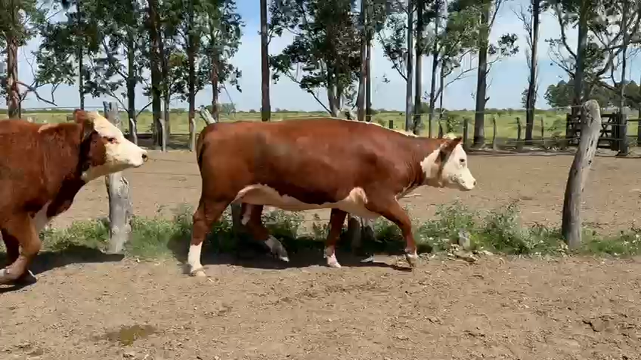 Lote 27 Vacas faena en Corrientes, Monte Caseros