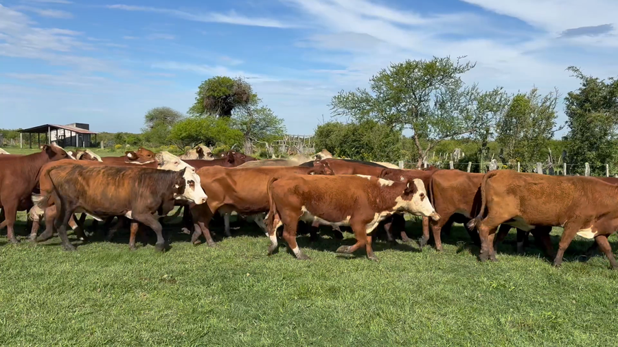 Lote 34 Vacas de invernar en Corrientes, Perugorría