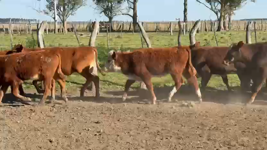 Lote 163 Terneros/as