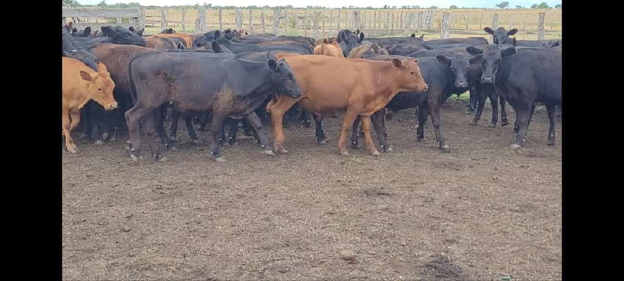 Lote 74 Terneros/as en Villaguay, Entre Ríos