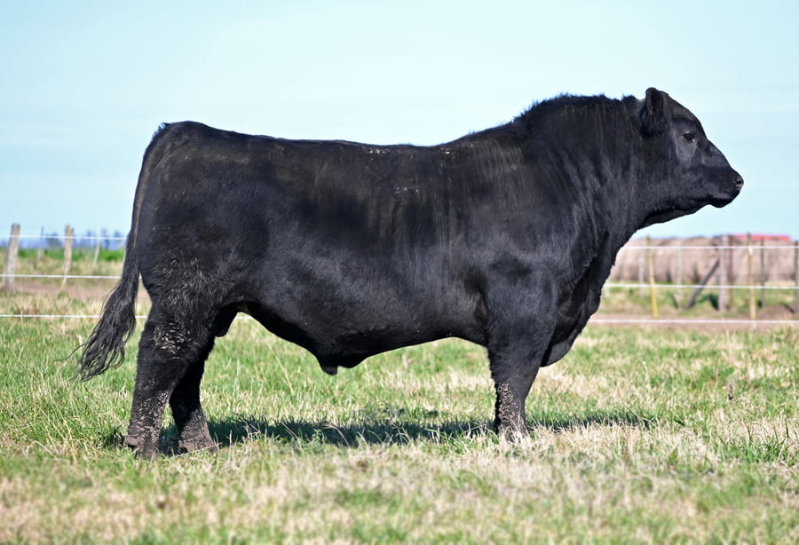 Lote TOROS PUROS DE PEDIGREE