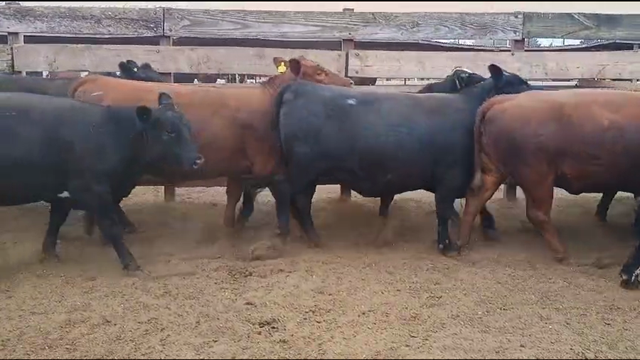 Lote 20 Vaquilla Gorda en Los Ángeles, VIII Región Biobío