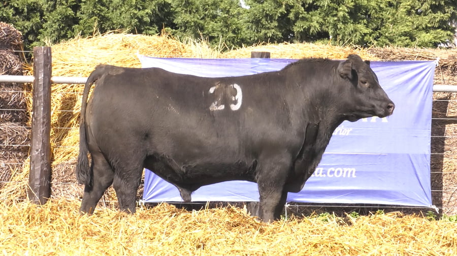 Lote TOROS ANGUS PURO CONTROLADO
