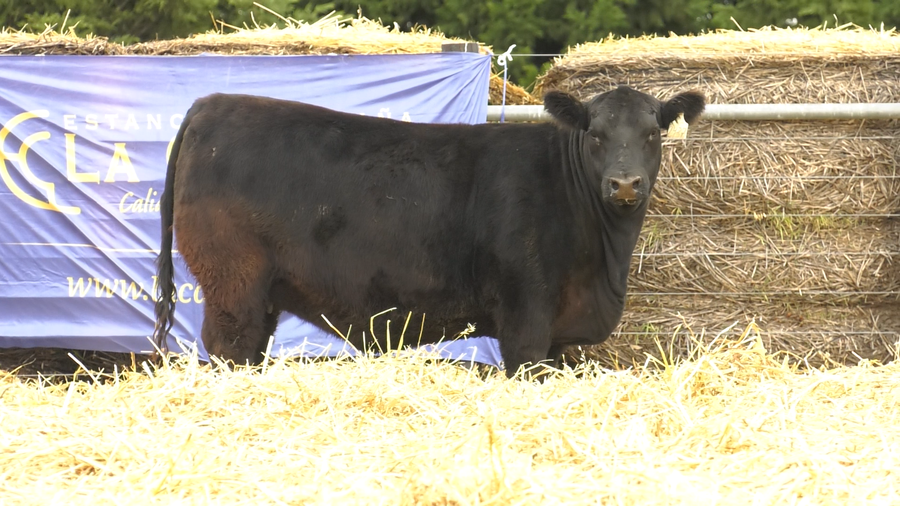 Lote VAQUILLONAS A. ANGUS PURO PEDIGREE