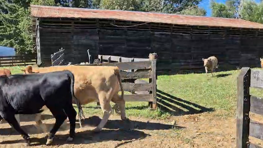 Lote 50 Vaquilla Engorda en Osorno, X Región Los Lagos