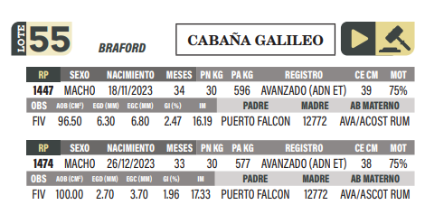 Lote LOTE 55