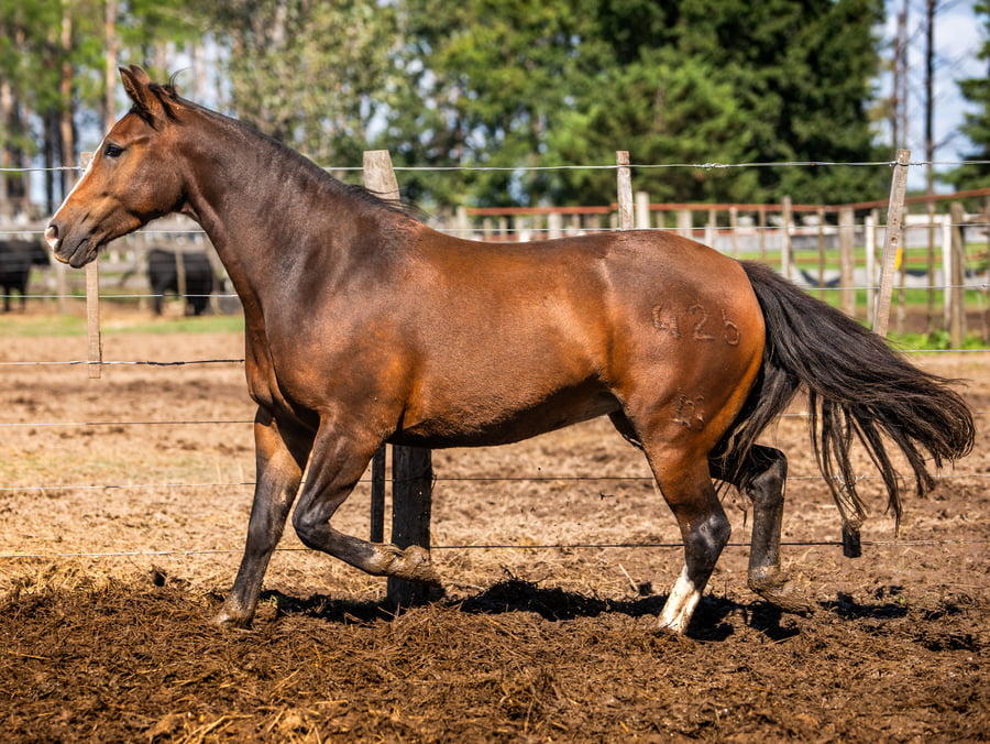 Lote CINCO-AR COMADREJA