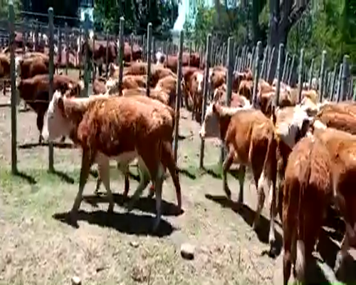 Lote 50 Terneros en Cerro Largo, Cerro Largo