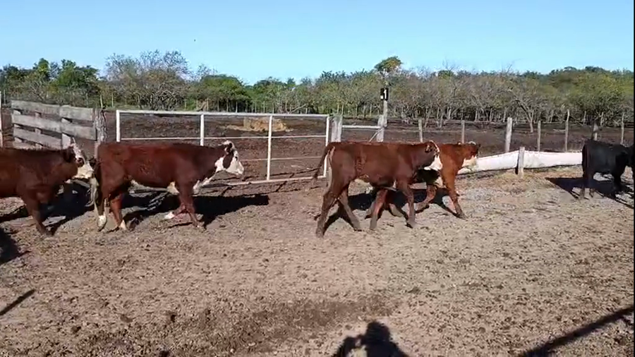 Lote 90 Novillitos y vaquillonas Braford y sus cruzas en Cululú, Santa Fe