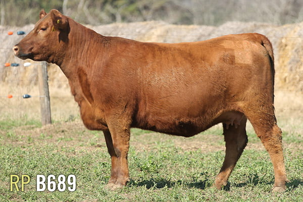 Lote 4 VAQUILLONAS PREÑADAS PURAS DE PEDIGREE