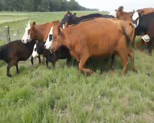 Lote 12 Vacas CUT con cría en Daireaux, Buenos Aires