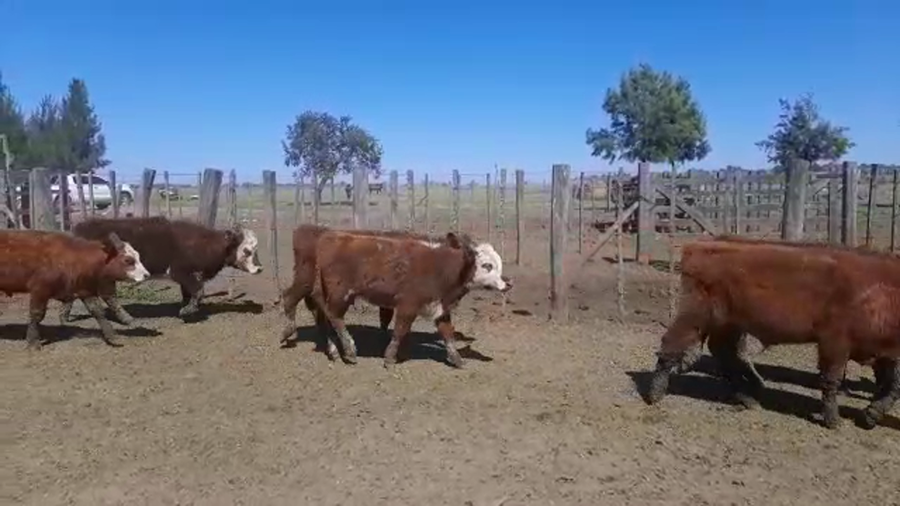 Lote 60 Terneros/as en Cañuelas, Buenos Aires