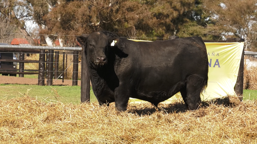 Lote TOROS A. ANGUS PURO PEDIGREE