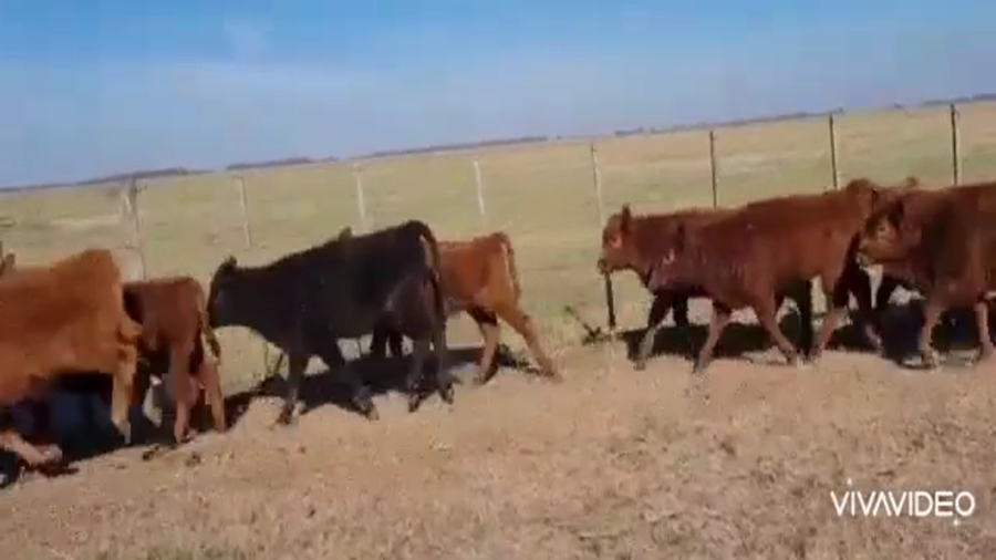 Lote 70 Terneros/as en Cañuelas, Buenos Aires